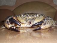 Окунівка з panoramio.com