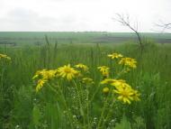 Мирне з panoramio.com