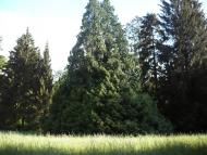 Васьківці з panoramio.com