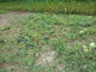 Бахтинок - Останні фото