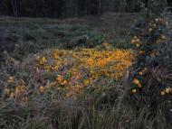 Горностаївка з panoramio.com