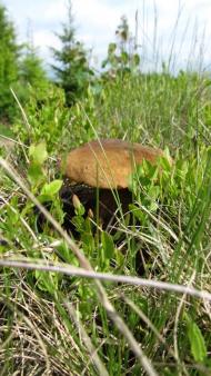 Либохора з panoramio.com