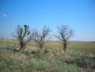 Волошине з panoramio.com