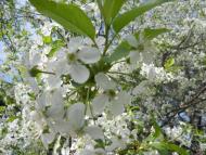 Вільшане з panoramio.com