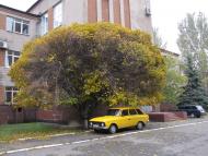 Ясинувата з panoramio.com