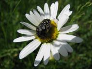 Грядки з panoramio.com