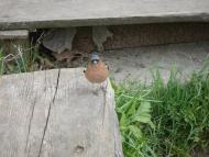 Кринцілів з panoramio.com