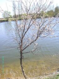 Мар'янівка з panoramio.com