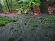 Руський Мочар - Останні фото