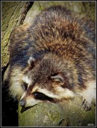 Колоденка з panoramio.com