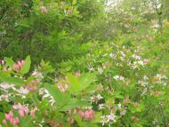 Мирне з panoramio.com