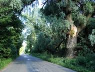 Вільшка - Останні фото