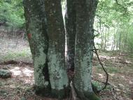 Многоріччя з panoramio.com