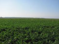 Дейкалівка - Останні фото