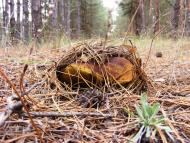 Саги з panoramio.com