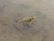 Павлополь - Последние фото