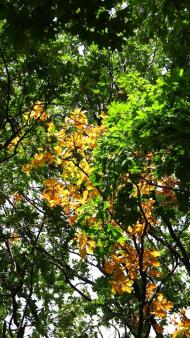 Всесвятське з panoramio.com