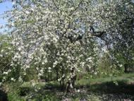 Прилуки з panoramio.com