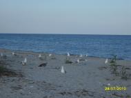 Лиман з panoramio.com