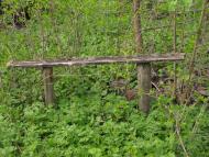 Гінці - Останні фото