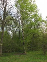 Гінці - Останні фото