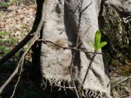 Любомирівка з panoramio.com