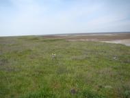 Волошине з panoramio.com