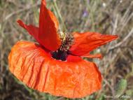 Цюрупинськ з panoramio.com (ч.2)