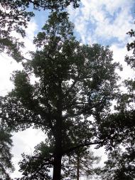 Ворзель з panoramio.com