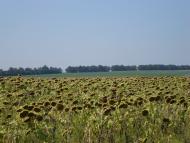 Протопопівка з panoramio.com