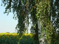 Лохвиця з panoramio.com