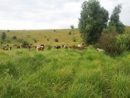 Новоукраїнка з panoramio.com