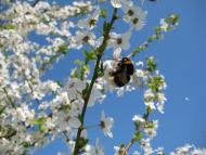 Кіпті з panoramio.com