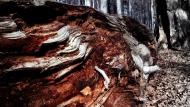 Стужиця з panoramio.com (ч.2)