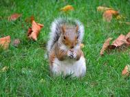 Осни - Останні фото