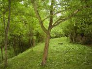 Ванчиківці з panoramio.com