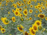 Кузнецьке - Останні фото