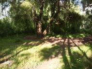 Глеваха з panoramio.com