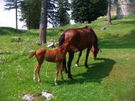 Підкамінь з panoramio.com