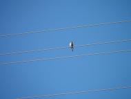 Люлинці з panoramio.com