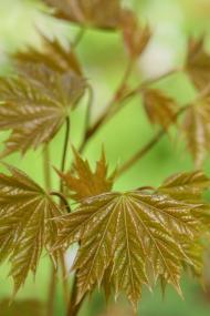 Білий Камінь з panoramio.com