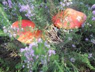 Сахутівка з panoramio.com