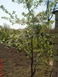 Шаргород з panoramio.com