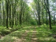 Любомирівка з panoramio.com