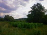 Краснолісся з panoramio.com