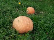 Фітьків з panoramio.com