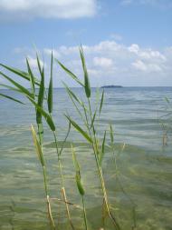 Світязь з panoramio.com