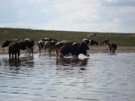 Голики з panoramio.com