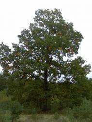 Гукове - Останні фото