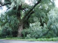 Вільшка - Останні фото